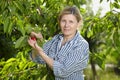 Mature woman check cherry trees in her orchard Royalty Free Stock Photo