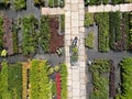 Mature Woman Customer Pushing Trolley In Garden Centre Choosing Plants