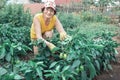 Mature woman in the garden is engaged in the cultivation of bell peppers and shows the harvest