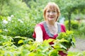 Mature woman gathers raspberry leaves