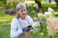 Focused senior woman tending to garden flowers with shears in sunlight Royalty Free Stock Photo