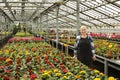 Mature woman in greenhouse among blooming flowers