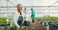 Mature woman, greenhouse and portrait with working and agriculture work with a smile of farmer. Sustainability, plants