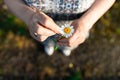 Mature woman guesses at a chamomile flower. Wedding ring, hands. Royalty Free Stock Photo