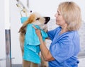 mature woman hairdresser wipes puppy of Afghan hound in hairdresser for dogs