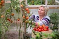 Mature woman harvesting fresh tomatoes in her garden green house Royalty Free Stock Photo