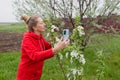 A mature woman inhales the scent of a blossoming apple tree in her garden and shoots a video for social networks on her Royalty Free Stock Photo