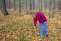 Mature woman in knitwear looks for harvest in autumn forest. Girl with stick searches yellow fallen leaves for mushrooms, berries