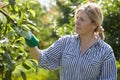 Mature woman looks after trees in her orchard Royalty Free Stock Photo