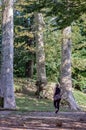 Mature woman in a park taking a walk among tall trees that make her look very small in comparison.blonde with glasses and dressed