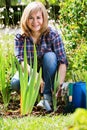 Mature woman planting corn-flag flower in garden on sunny day Royalty Free Stock Photo