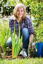 Mature woman planting corn-flag flower in garden on sunny day Royalty Free Stock Photo