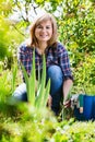 Mature woman planting corn-flag flower in garden on sunny day Royalty Free Stock Photo