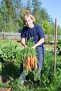 Mature woman pulls fresh carrots on planted a vegetable garden in the back yard, autumn harvesting Royalty Free Stock Photo