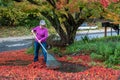 Mature woman raking wet fall leaves off a driveway, garden and street in background, fall cleanup Royalty Free Stock Photo