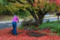 Mature woman raking wet fall leaves off a driveway, garden and street in background, fall cleanup Royalty Free Stock Photo
