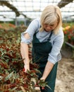 Mature woman with scissors gardening begonia plants in greenhouse