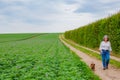 Mature woman walking calmly with her dog on a dirt path next to a potato growing field Royalty Free Stock Photo