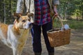 Mature woman walking through the forest with her dog and picking mushrooms on an autumn day Royalty Free Stock Photo