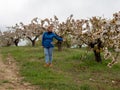 Mature woman in landscape of fields with cherry trees in flowering season Royalty Free Stock Photo