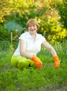 Mature woman working in vegetable garden Royalty Free Stock Photo