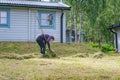 Mature women collecting fresh cut grass on the ground to carry to garden wheelbarrow - summer gardening work at summer cottage.