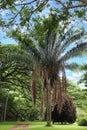 A mature Yagua Palm tree with dried fronds and spathes hanging down from the crown of the tree Royalty Free Stock Photo