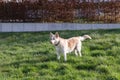 Mature 10 years female dog with a pink nose outdoors standing on grass. Mix German shepherd and husky Royalty Free Stock Photo