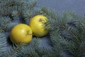 Mature yellow apple lie among the branches of blue spruce. Royalty Free Stock Photo