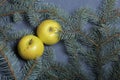 Mature yellow apples lie among the branches of blue spruce. Royalty Free Stock Photo
