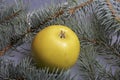 Mature yellow apple lie among the branches of blue spruce. Royalty Free Stock Photo