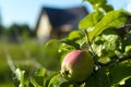 Mature yellow-red apple on a branch Royalty Free Stock Photo