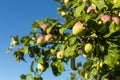 Mature yellow-red apples on a branch Royalty Free Stock Photo