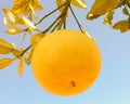 Mature yellowish pomelo