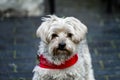 A Mature yorkie wearing a red collar outdoors. A loved family pet for many years in a loving environment and a beautiful home and