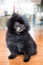 A matured black Pomeranian dog in seated position. Royalty Free Stock Photo