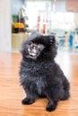 A matured black Pomeranian dog in seated position. Royalty Free Stock Photo
