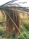 matured cut stook in front of the paddy field Royalty Free Stock Photo