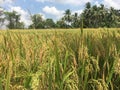 matured paddy plants in the paddy field Royalty Free Stock Photo