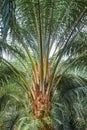Matured oil palm tree with healthy fronds and trunk, vertical Royalty Free Stock Photo