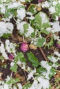 Matured rutabaga plant with purple root and large leaves freezing in winter time in Texas, USA Royalty Free Stock Photo