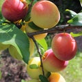 Maturing cherry plum on a branch