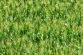 Maturing Field of Corn in Summer