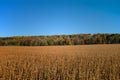 Maturing field of soybeans in the golden afternoon autumn sun.