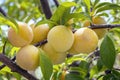 Maturing plum, a fruit from the Prunus domestica deciduous tree species, it may have been one of the first fruits cultivated