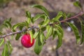 Maturing plum, a fruit from the Prunus domestica deciduous tree species, it may have been one of the first fruits cultivated