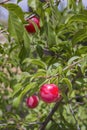 Maturing plum, a fruit from the Prunus domestica deciduous tree species, it may have been one of the first fruits cultivated