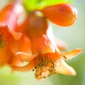 Maturing Pomegranate Fruit Royalty Free Stock Photo