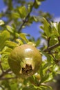 Maturing pomegranate fruit, species Punica granatum, a deciduous shrub cultivated since ancient times throughout the Mediterranean Royalty Free Stock Photo