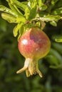 Maturing pomegranate fruit, species Punica granatum, a deciduous shrub cultivated since ancient times throughout the Mediterranean Royalty Free Stock Photo